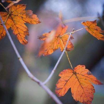 疯狂迷你卡车赛